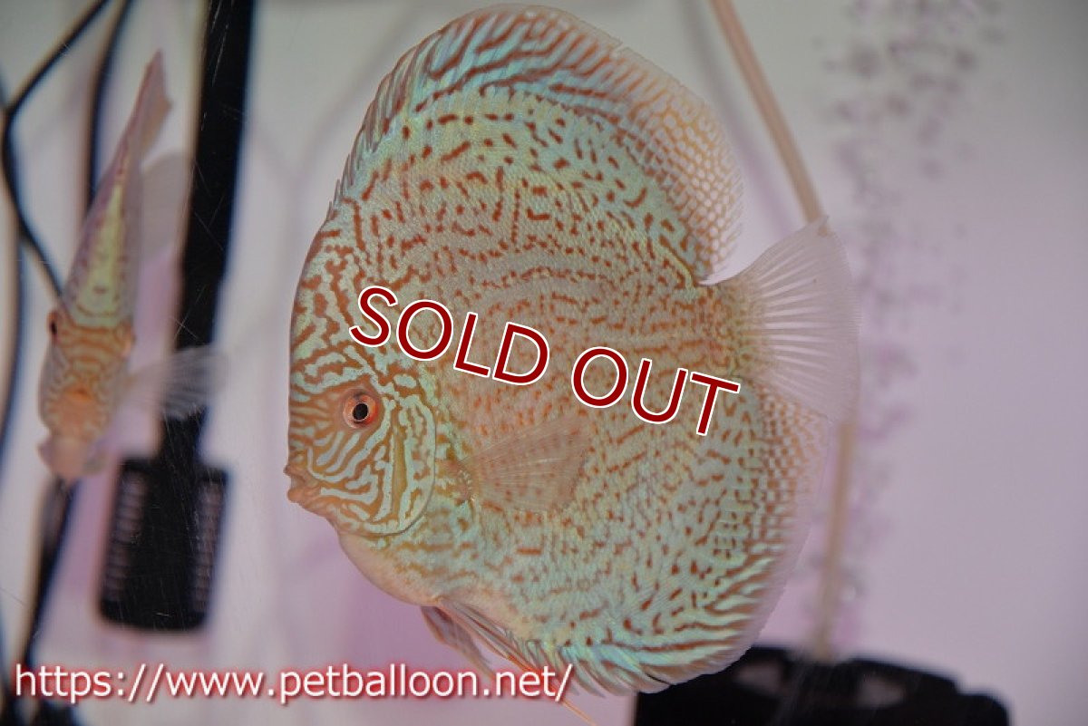 画像2: 【ディスカス】【通販】スーパーブルーサクラ（ハイフォーム）【個体ペア販売】12-14cm（生体）マレーシア　NAディスカスファーム (2)