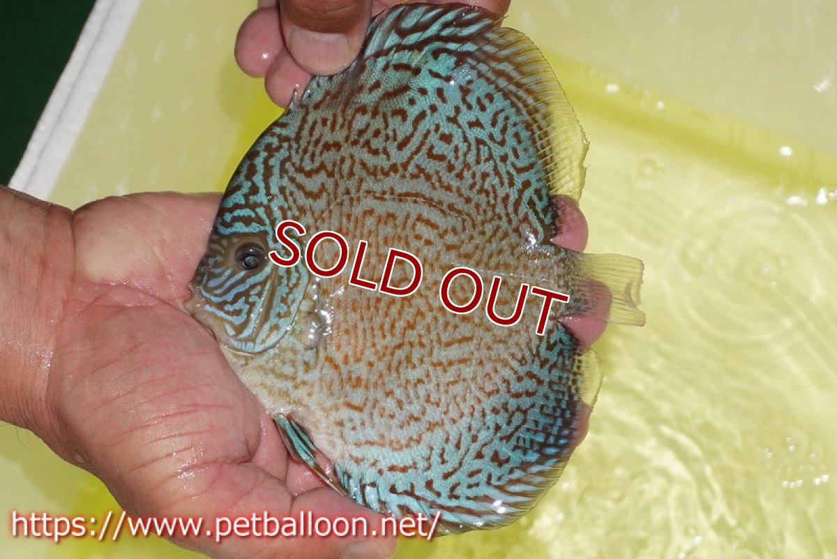 画像3: 【ディスカス】【通販】スーパーブルーサクラ（ハイフォーム）【個体ペア販売】12-14cm（生体）マレーシア　NAディスカスファーム (3)