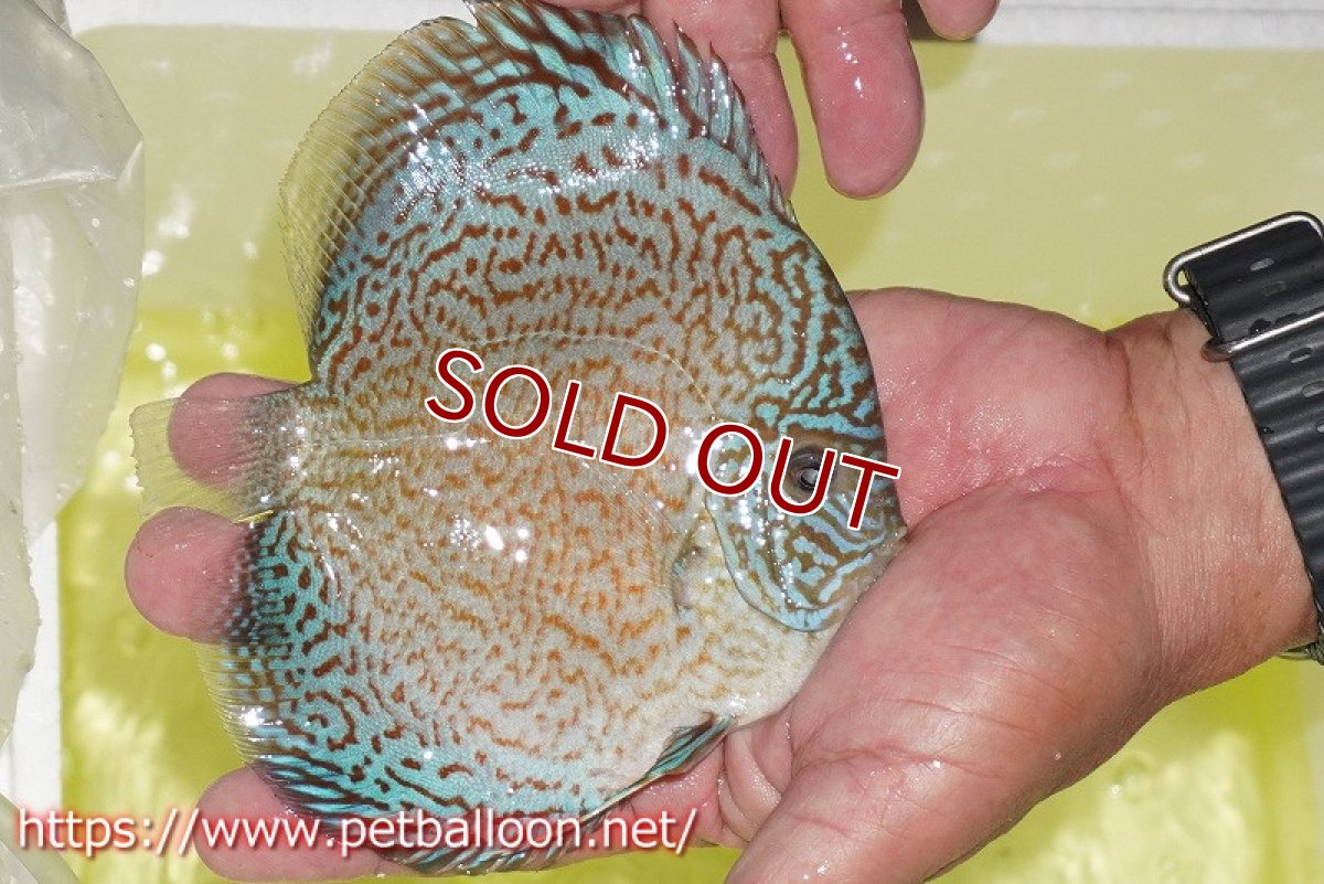 画像4: 【ディスカス】【通販】スーパーブルーサクラ（ハイフォーム）【個体ペア販売】12-14cm（生体）マレーシア　NAディスカスファーム (4)