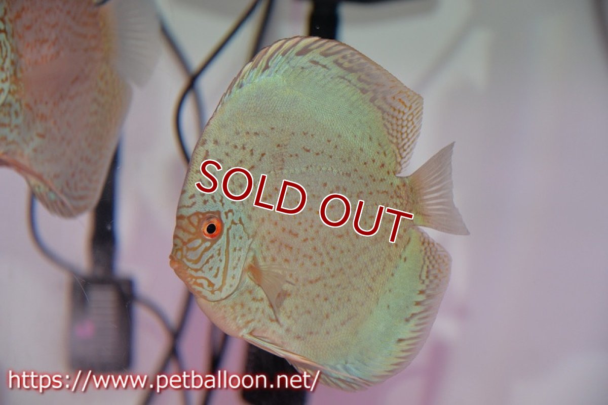 画像5: 【ディスカス】【通販】スーパーブルーサクラ（ハイフォーム）【個体ペア販売】12-14cm（生体）マレーシア　NAディスカスファーム (5)