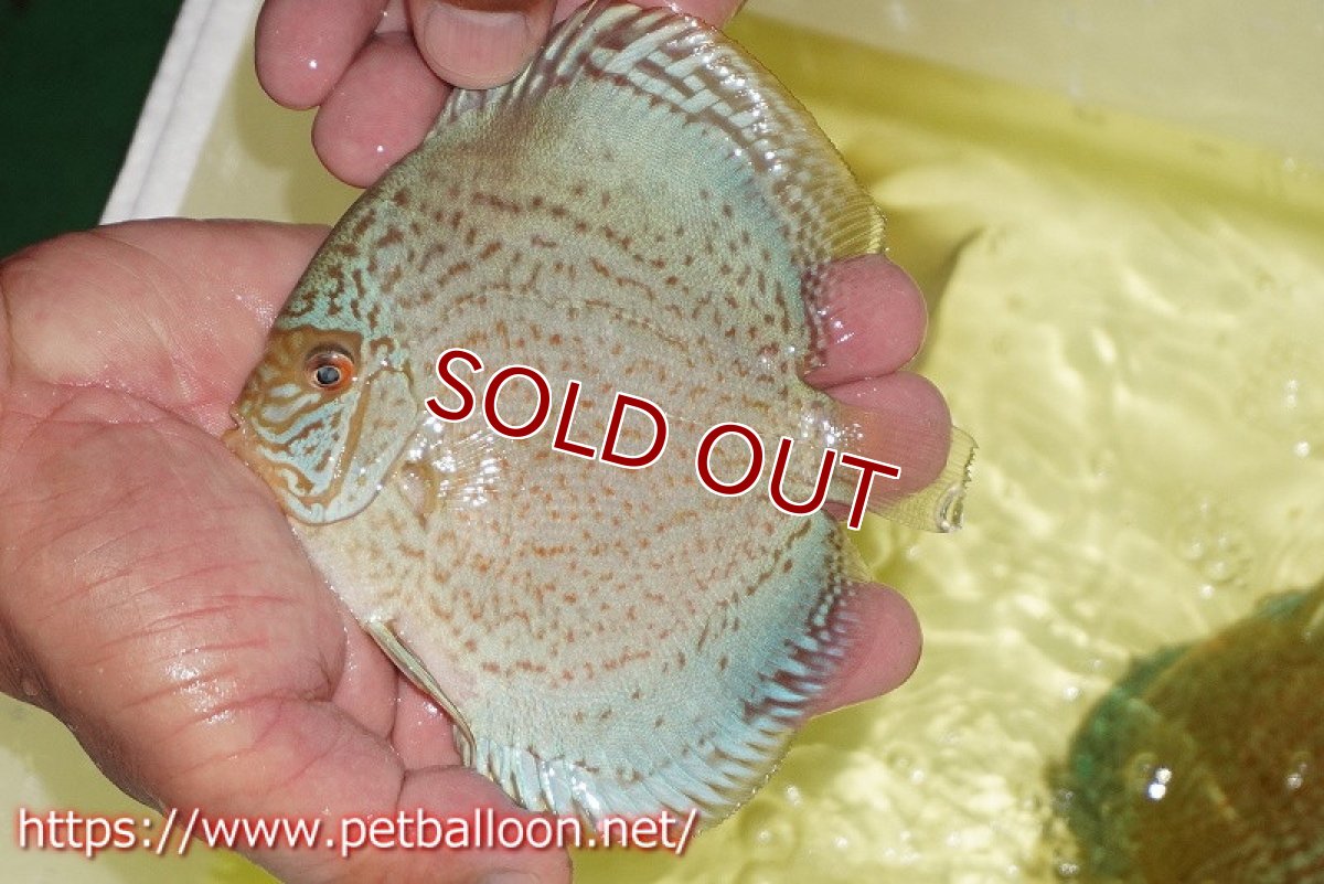 画像6: 【ディスカス】【通販】スーパーブルーサクラ（ハイフォーム）【個体ペア販売】12-14cm（生体）マレーシア　NAディスカスファーム (6)