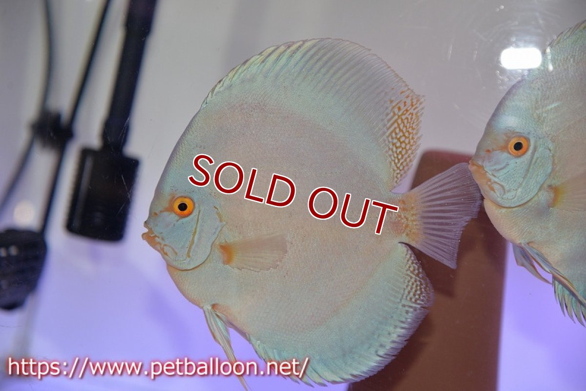 画像2: 【ディスカス】【通販】フルカラージャイアントコバルト（ハイフォーム）【個体ペア販売】13-14cm（生体）マレーシア　NAディスカスファーム (2)