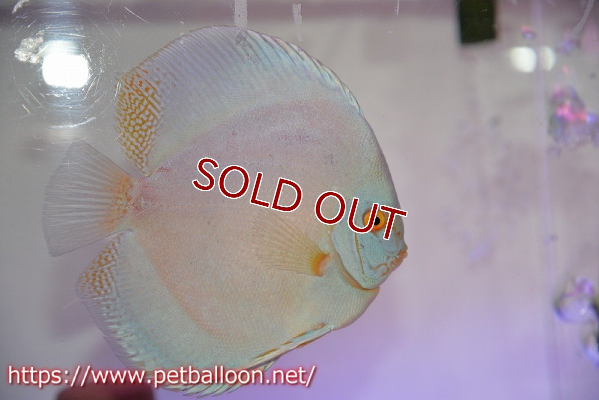 画像3: 【ディスカス】【通販】フルカラージャイアントコバルト（ハイフォーム）【個体ペア販売】13-14cm（生体）マレーシア　NAディスカスファーム (3)