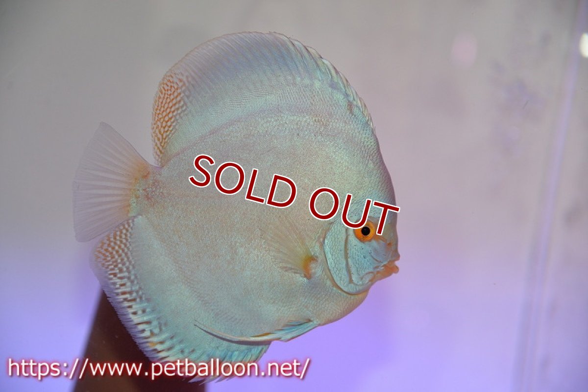 画像4: 【ディスカス】【通販】フルカラージャイアントコバルト（ハイフォーム）【個体ペア販売】13-14cm（生体）マレーシア　NAディスカスファーム (4)