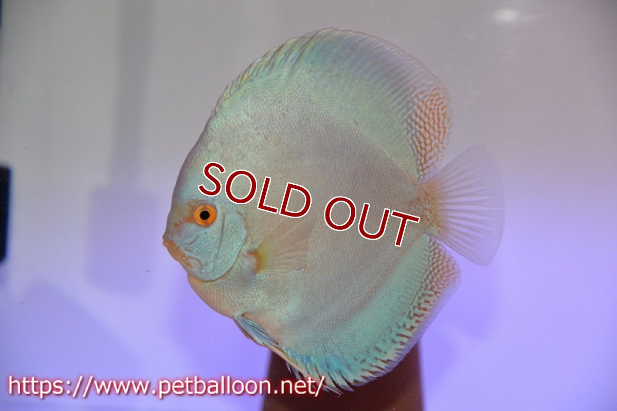 画像5: 【ディスカス】【通販】フルカラージャイアントコバルト（ハイフォーム）【個体ペア販売】13-14cm（生体）マレーシア　NAディスカスファーム (5)