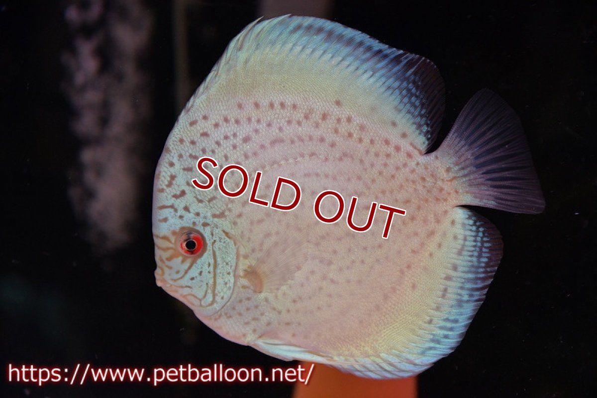 画像2: 【ディスカス】【通販】【産卵経験あり】スポッテッドロイヤルブルーサクラ ハイフォーム【個体ペア販売】16-17cm（生体）マレーシア　NAディスカスファーム (2)