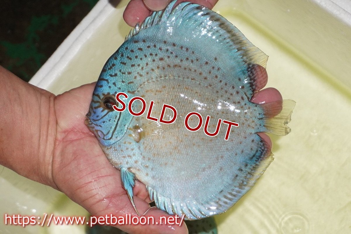 画像3: 【ディスカス】【通販】【産卵経験あり】スポッテッドロイヤルブルーサクラ ハイフォーム【個体ペア販売】16-17cm（生体）マレーシア　NAディスカスファーム (3)