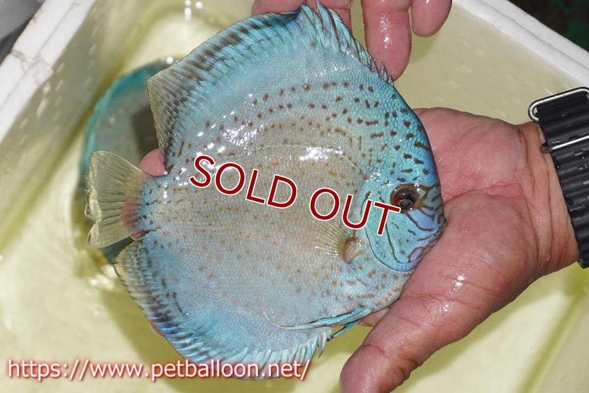 画像4: 【ディスカス】【通販】【産卵経験あり】スポッテッドロイヤルブルーサクラ ハイフォーム【個体ペア販売】16-17cm（生体）マレーシア　NAディスカスファーム (4)