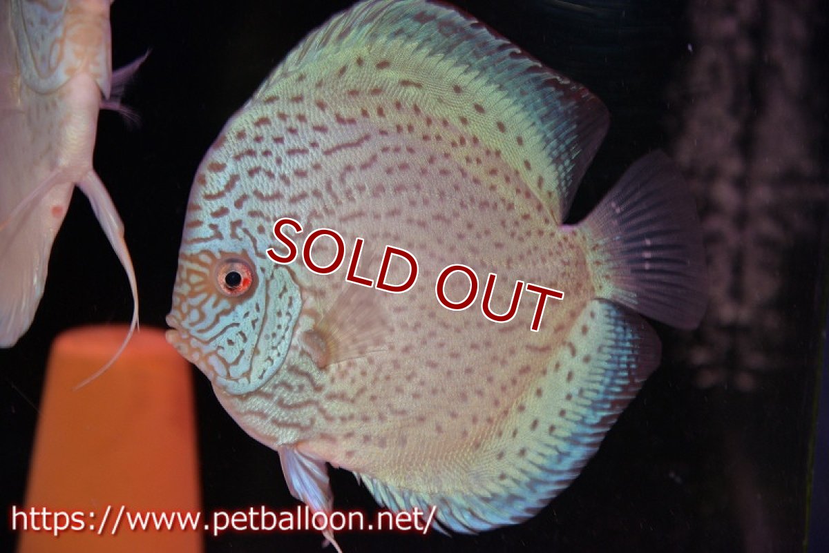画像5: 【ディスカス】【通販】【産卵経験あり】スポッテッドロイヤルブルーサクラ ハイフォーム【個体ペア販売】16-17cm（生体）マレーシア　NAディスカスファーム (5)