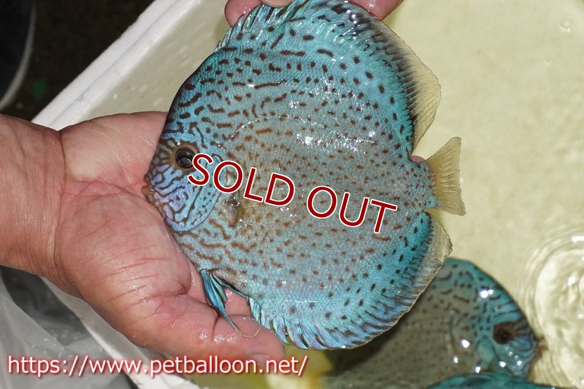 画像6: 【ディスカス】【通販】【産卵経験あり】スポッテッドロイヤルブルーサクラ ハイフォーム【個体ペア販売】16-17cm（生体）マレーシア　NAディスカスファーム (6)
