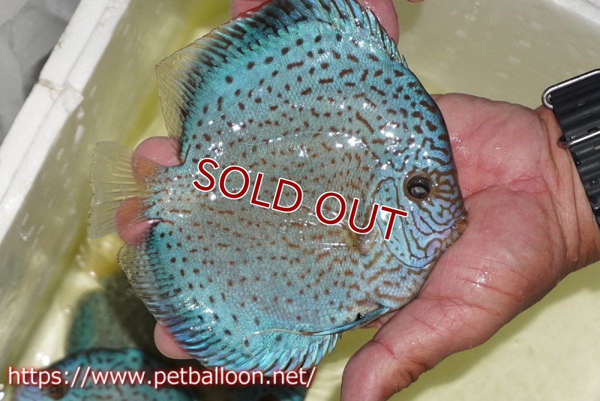 画像7: 【ディスカス】【通販】【産卵経験あり】スポッテッドロイヤルブルーサクラ ハイフォーム【個体ペア販売】16-17cm（生体）マレーシア　NAディスカスファーム (7)