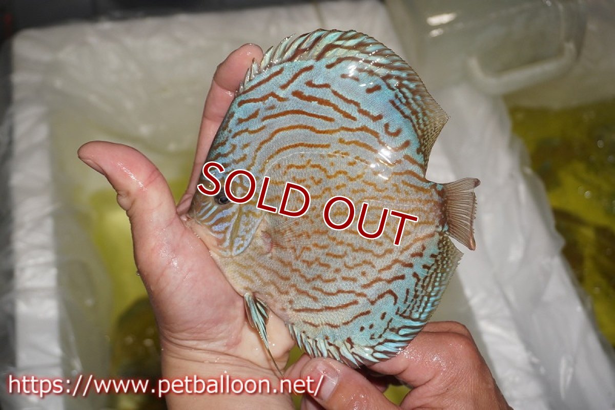 画像2: 【ディスカス】【通販】ジャイアントブルーフローラ（ハイフォーム　ラインパターン）【個体販売】15-16cm （生体）マレーシア　NAディスカスファーム (2)