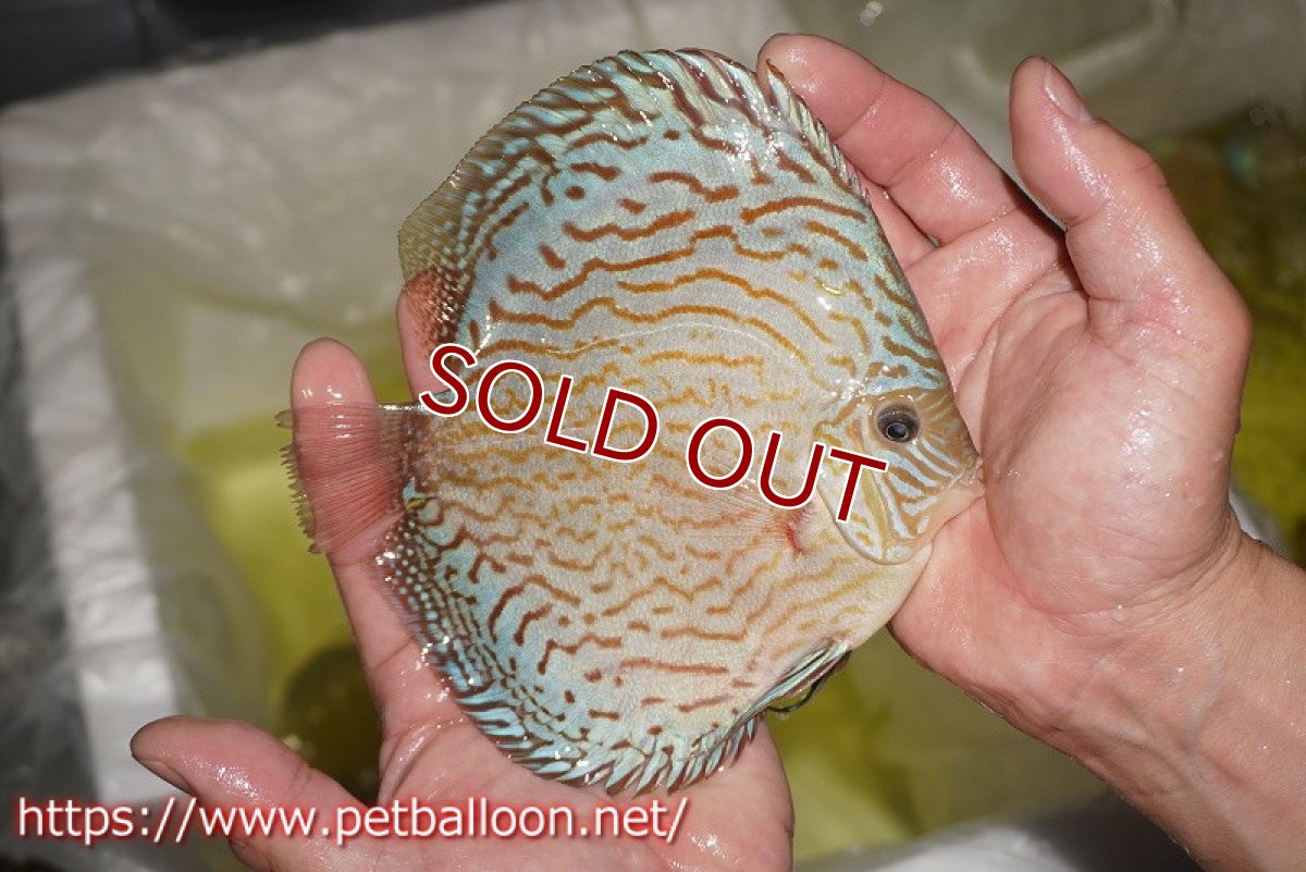 画像3: 【ディスカス】【通販】ジャイアントブルーフローラ（ハイフォーム　ラインパターン）【個体販売】15-16cm （生体）マレーシア　NAディスカスファーム (3)