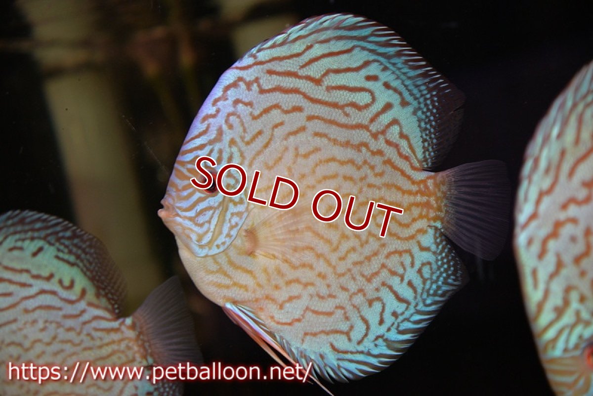 画像2: 【ディスカス】【通販】ジャイアントブルーフローラ（ハイフォーム　ラインパターン）【個体販売】15-16cm （生体）マレーシア　NAディスカスファーム (2)