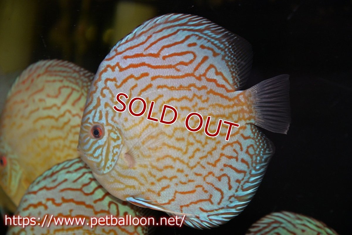 画像3: 【ディスカス】【通販】ジャイアントブルーフローラ（ハイフォーム　ラインパターン）【個体販売】15-16cm （生体）マレーシア　NAディスカスファーム (3)