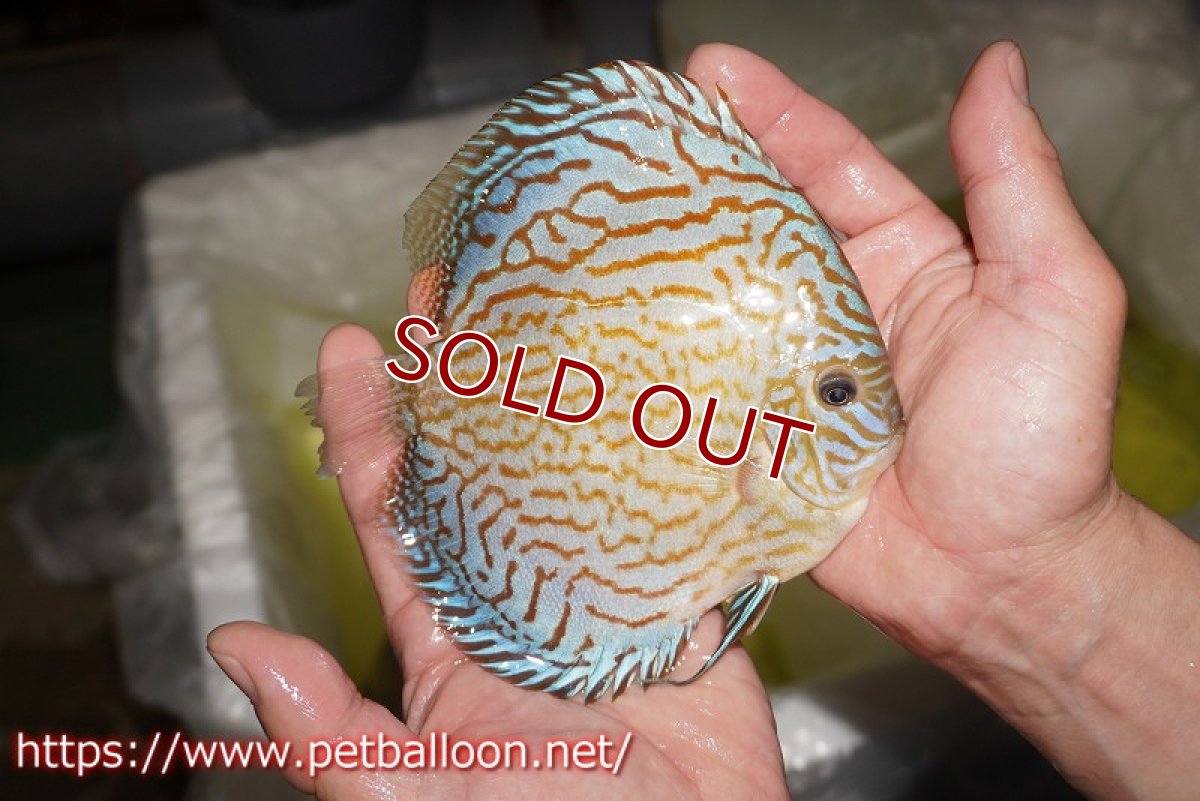 画像5: 【ディスカス】【通販】ジャイアントブルーフローラ（ハイフォーム　ラインパターン）【個体販売】15-16cm （生体）マレーシア　NAディスカスファーム (5)