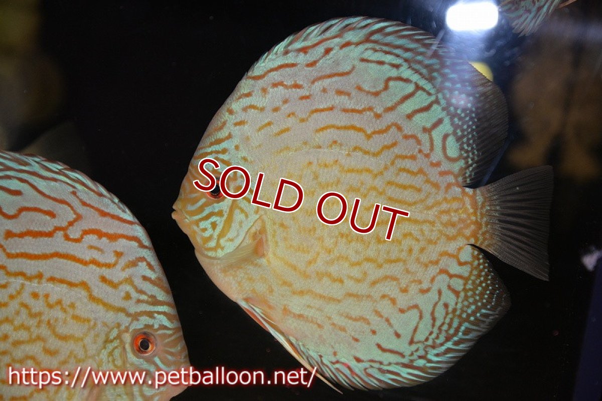 画像2: 【ディスカス】【通販】ジャイアントブルーフローラ（ハイフォーム　ラインパターン）【個体販売】15-16cm （生体）マレーシア　NAディスカスファーム (2)