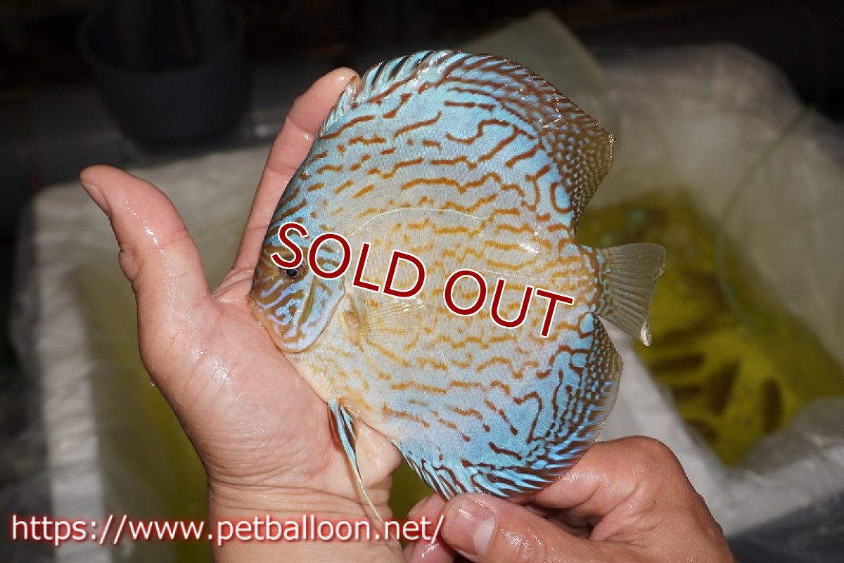 画像3: 【ディスカス】【通販】ジャイアントブルーフローラ（ハイフォーム　ラインパターン）【個体販売】15-16cm （生体）マレーシア　NAディスカスファーム (3)