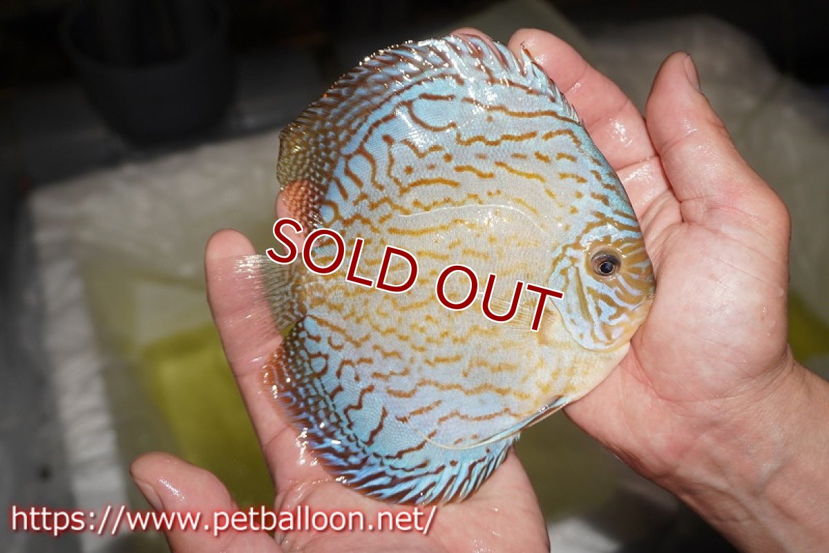 画像4: 【ディスカス】【通販】ジャイアントブルーフローラ（ハイフォーム　ラインパターン）【個体販売】15-16cm （生体）マレーシア　NAディスカスファーム (4)