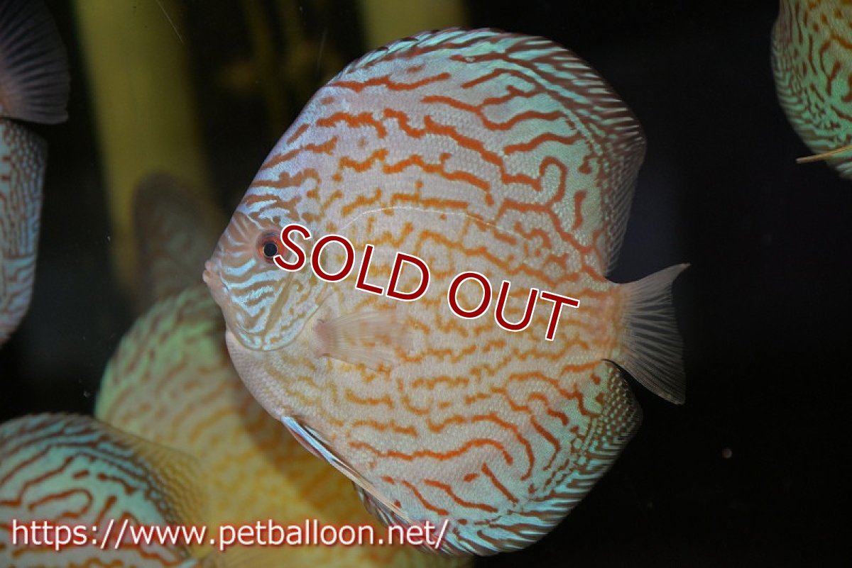 画像2: 【ディスカス】【通販】ジャイアントブルーフローラ（ハイフォーム　ラインパターン）【個体販売】15-16cm （生体）マレーシア　NAディスカスファーム (2)