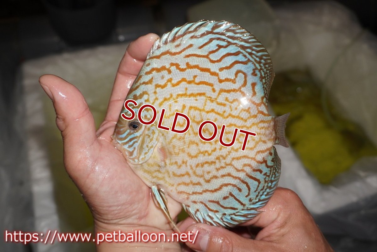 画像3: 【ディスカス】【通販】ジャイアントブルーフローラ（ハイフォーム　ラインパターン）【個体販売】15-16cm （生体）マレーシア　NAディスカスファーム (3)