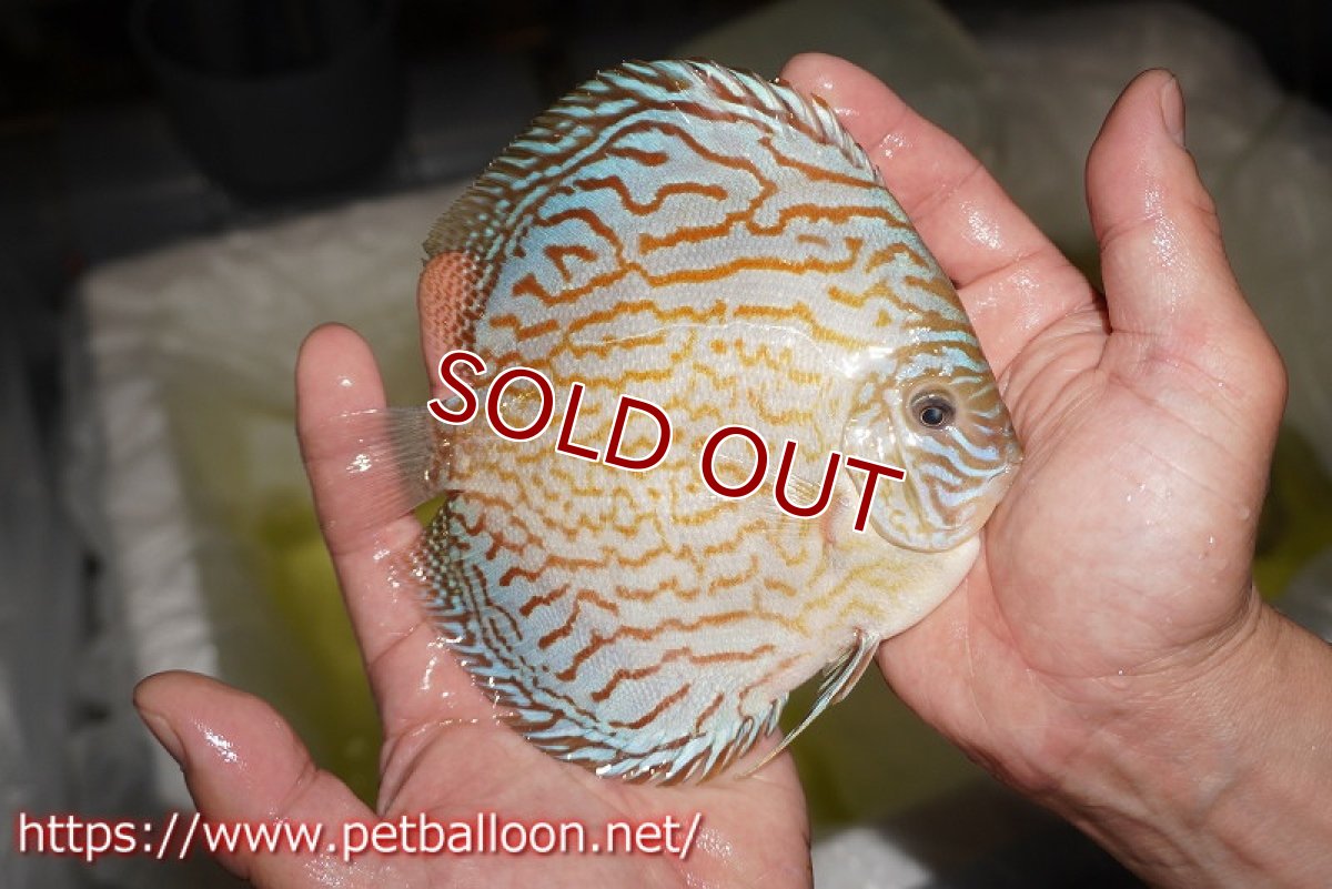 画像4: 【ディスカス】【通販】ジャイアントブルーフローラ（ハイフォーム　ラインパターン）【個体販売】15-16cm （生体）マレーシア　NAディスカスファーム (4)