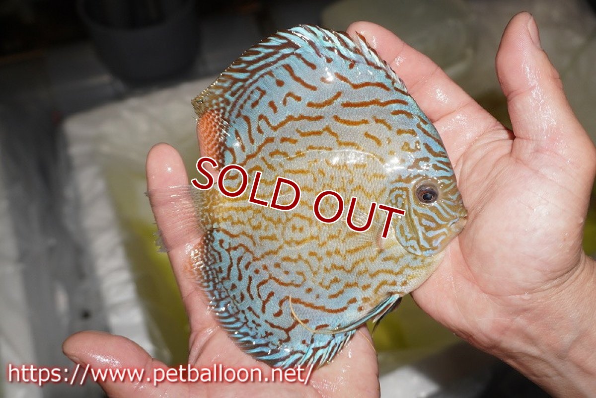 画像2: 【ディスカス】【通販】ジャイアントブルーフローラ（ハイフォーム　ラインパターン）【個体販売】15-16cm （生体）マレーシア　NAディスカスファーム (2)