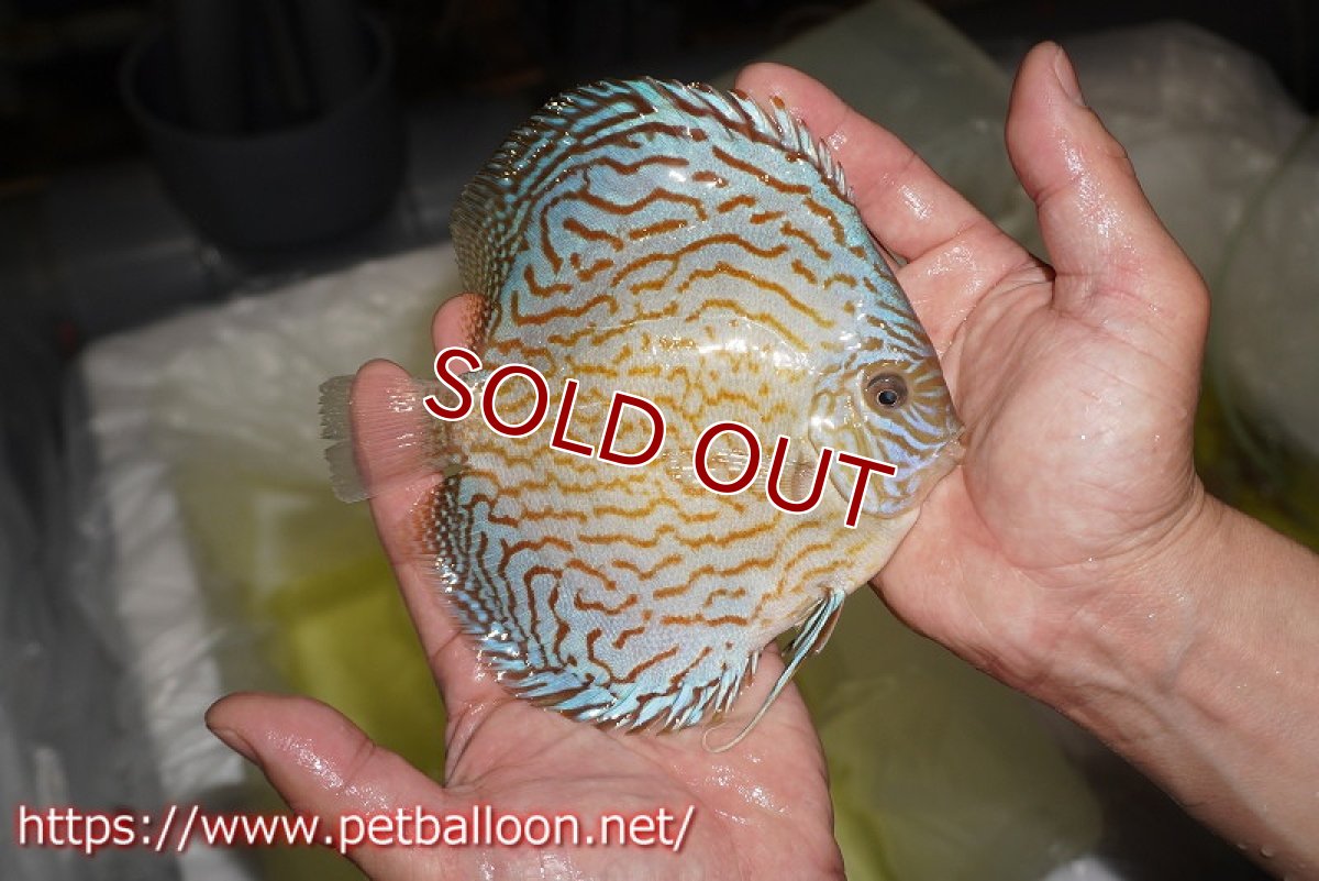 画像2: 【ディスカス】【通販】ジャイアントブルーフローラ（ハイフォーム　ラインパターン）【個体販売】15-16cm （生体）マレーシア　NAディスカスファーム (2)