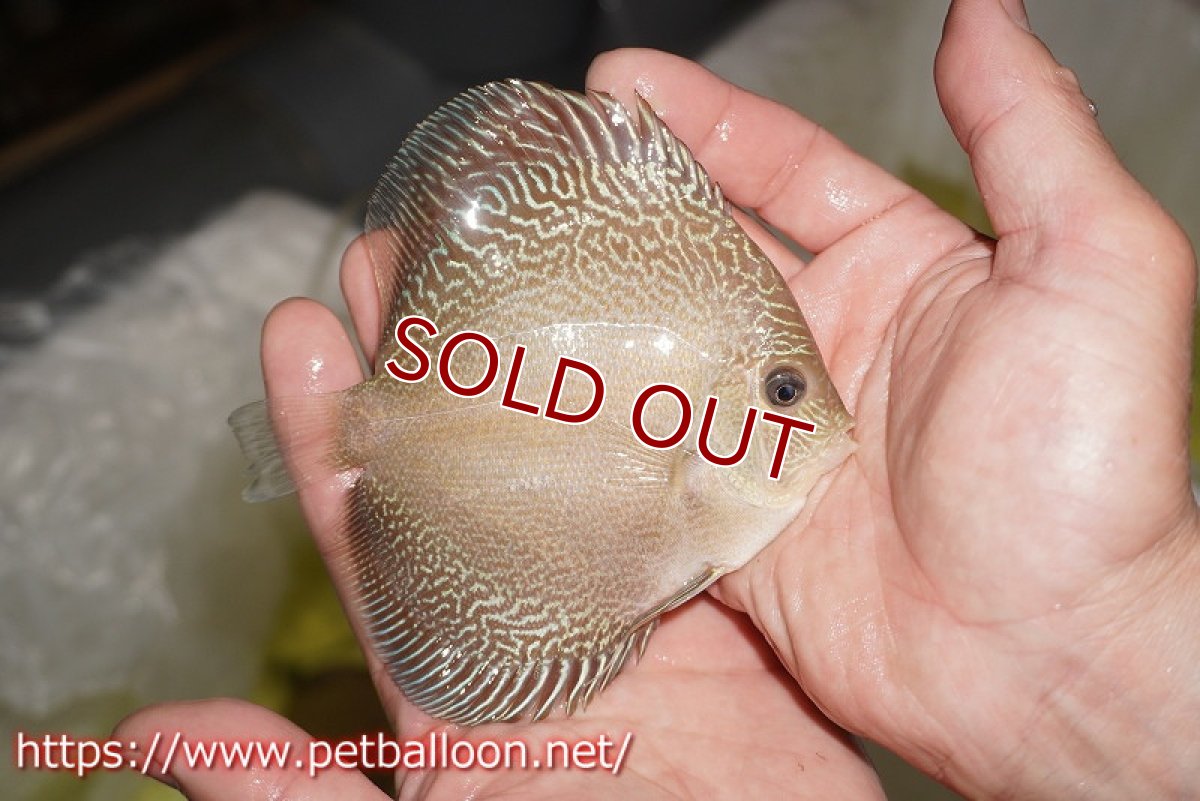 画像2: 【ディスカス】【通販】アルタムブルースネーク（ハイフォーム）【個体販売】10-11cm （生体）マレーシア　NAディスカスファーム (2)