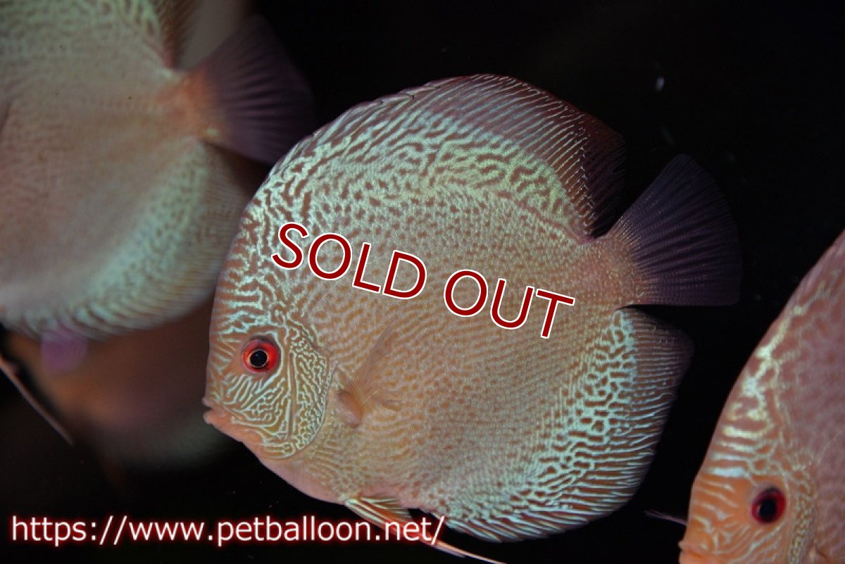 画像1: 【水槽スペース確保のため大特価】【ディスカス】【通販】アルタムブルースネーク（ハイフォーム）【個体販売】10-11cm （生体）マレーシア　NAディスカスファーム (1)