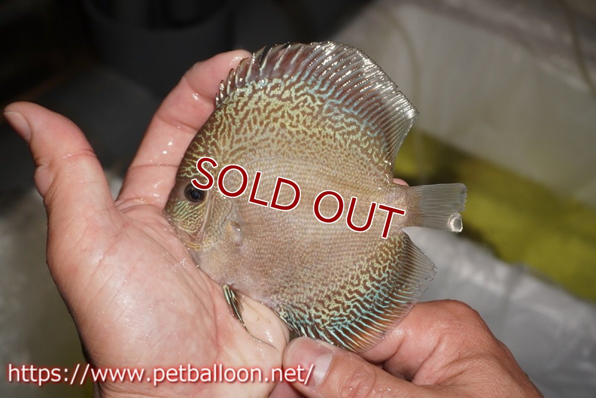 画像2: 【水槽スペース確保のため大特価】【ディスカス】【通販】アルタムブルースネーク（ハイフォーム）【個体販売】10-11cm （生体）マレーシア　NAディスカスファーム (2)