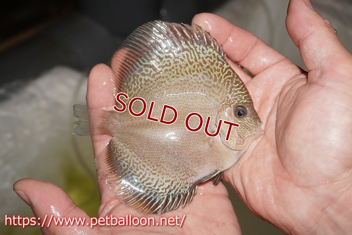 画像3: 【水槽スペース確保のため大特価】【ディスカス】【通販】アルタムブルースネーク（ハイフォーム）【個体販売】10-11cm （生体）マレーシア　NAディスカスファーム (3)