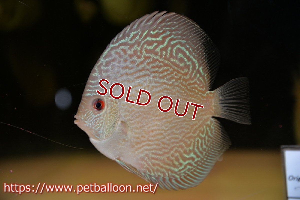 画像2: 【ディスカス】【通販】アルタムブルースネーク（ハイフォーム）【個体販売】10-11cm （生体）マレーシア　NAディスカスファーム (2)