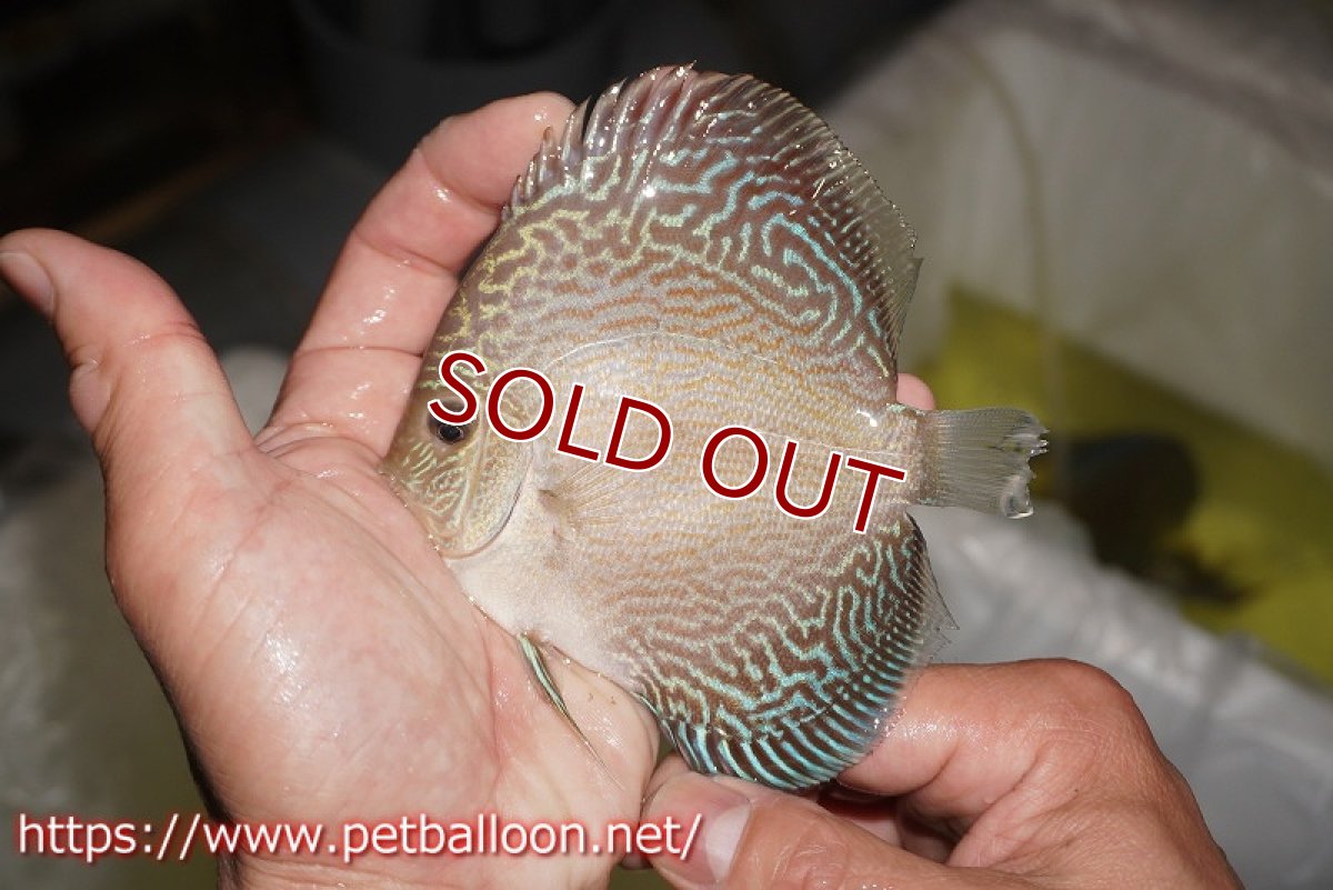 画像3: 【ディスカス】【通販】アルタムブルースネーク（ハイフォーム）【個体販売】10-11cm （生体）マレーシア　NAディスカスファーム (3)