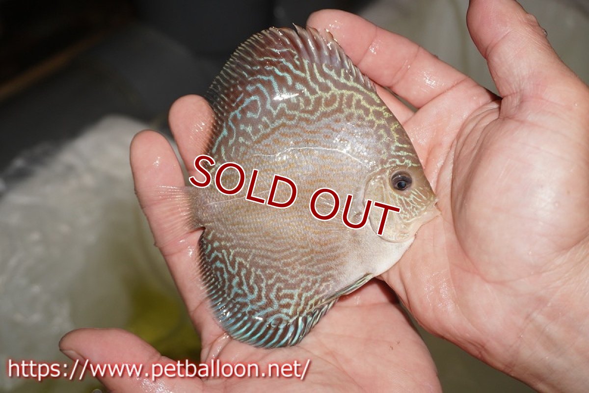 画像4: 【ディスカス】【通販】アルタムブルースネーク（ハイフォーム）【個体販売】10-11cm （生体）マレーシア　NAディスカスファーム (4)