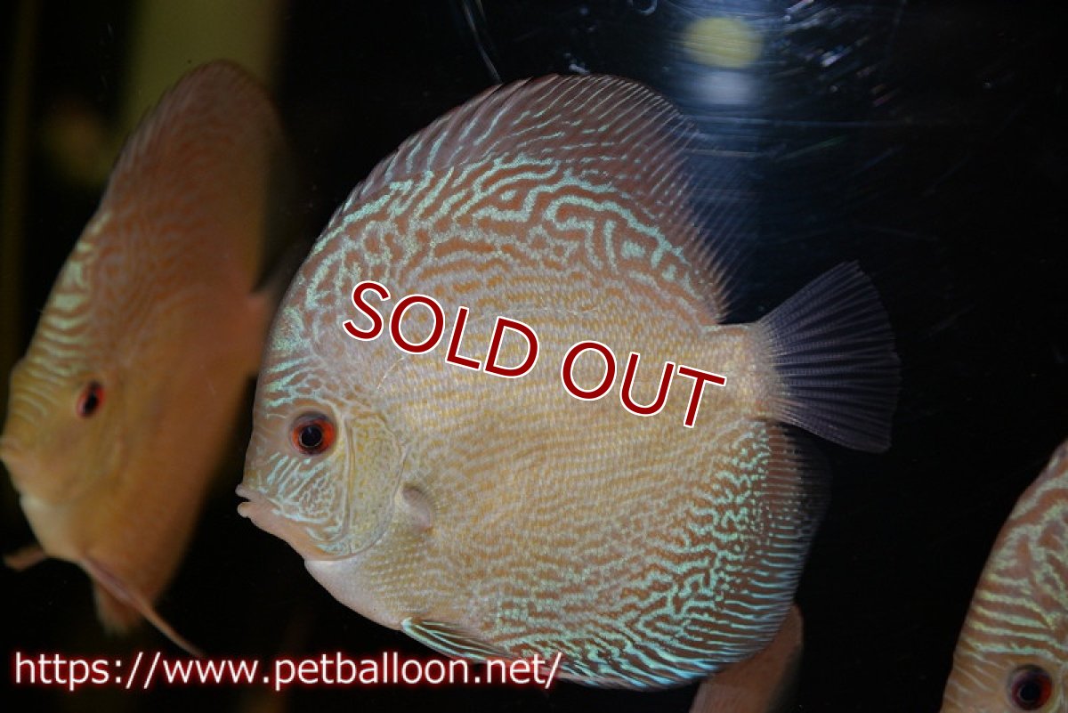 画像2: 【ディスカス】【通販】アルタムブルースネーク（ハイフォーム）【個体販売】10-11cm （生体）マレーシア　NAディスカスファーム (2)