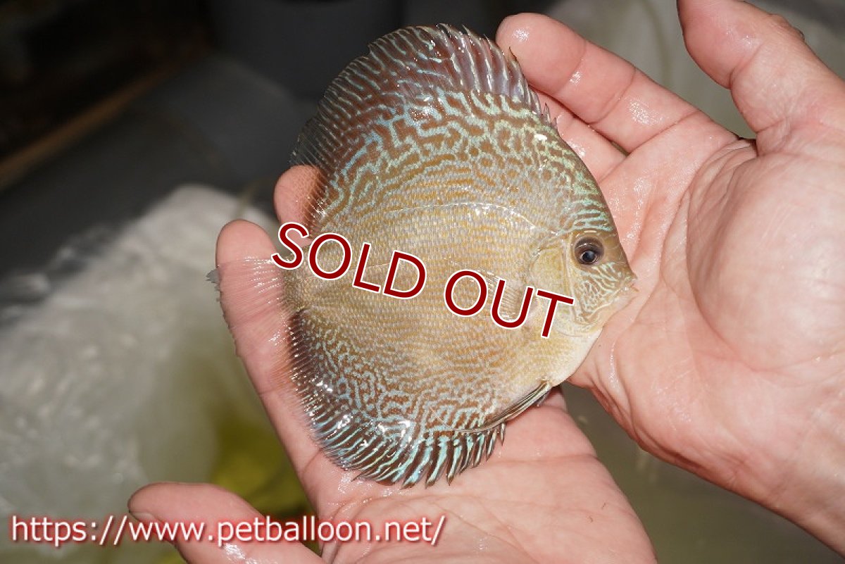 画像4: 【ディスカス】【通販】アルタムブルースネーク（ハイフォーム）【個体販売】10-11cm （生体）マレーシア　NAディスカスファーム (4)