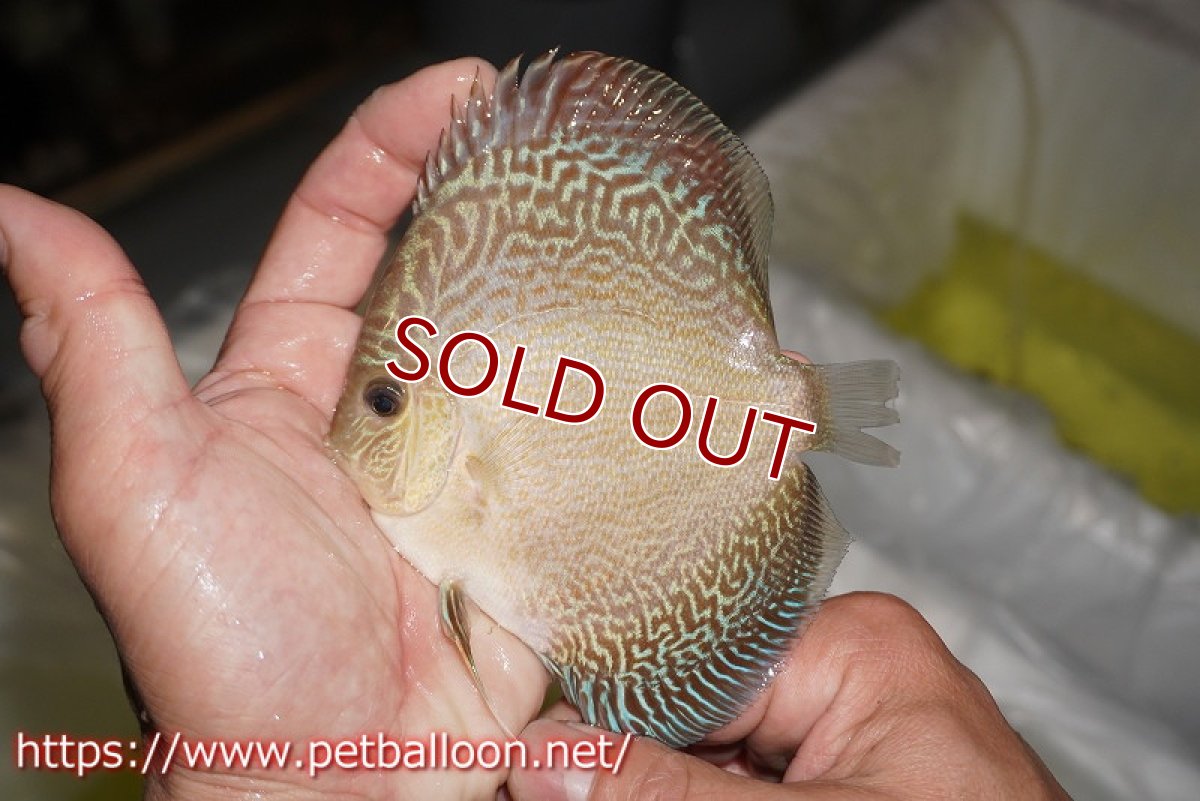 画像2: 【ディスカス】【通販】アルタムブルースネーク（ハイフォーム）【個体販売】10-11cm （生体）マレーシア　NAディスカスファーム (2)