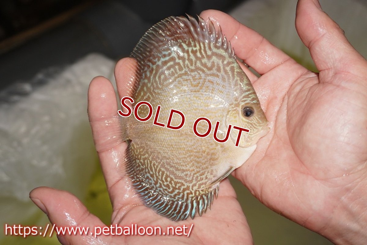 画像3: 【ディスカス】【通販】アルタムブルースネーク（ハイフォーム）【個体販売】10-11cm （生体）マレーシア　NAディスカスファーム (3)