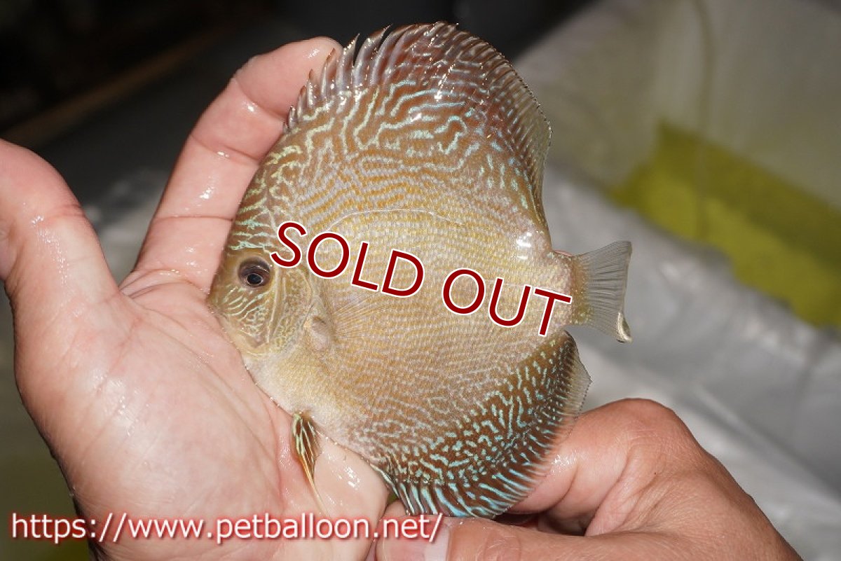 画像2: 【ディスカス】【通販】アルタムブルースネーク（ハイフォーム）【個体販売】10-11cm （生体）マレーシア　NAディスカスファーム (2)