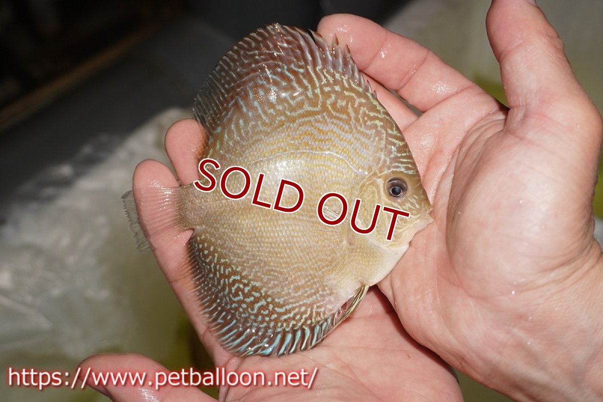 画像3: 【ディスカス】【通販】アルタムブルースネーク（ハイフォーム）【個体販売】10-11cm （生体）マレーシア　NAディスカスファーム (3)