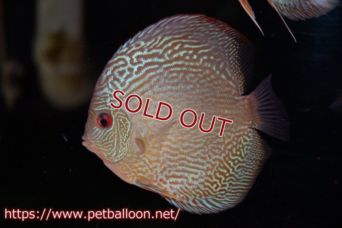 画像1: 【水槽スペース確保のため大特価】【ディスカス】【通販】アルタムブルースネーク（ハイフォーム）【個体販売】10-11cm （生体）マレーシア　NAディスカスファーム (1)