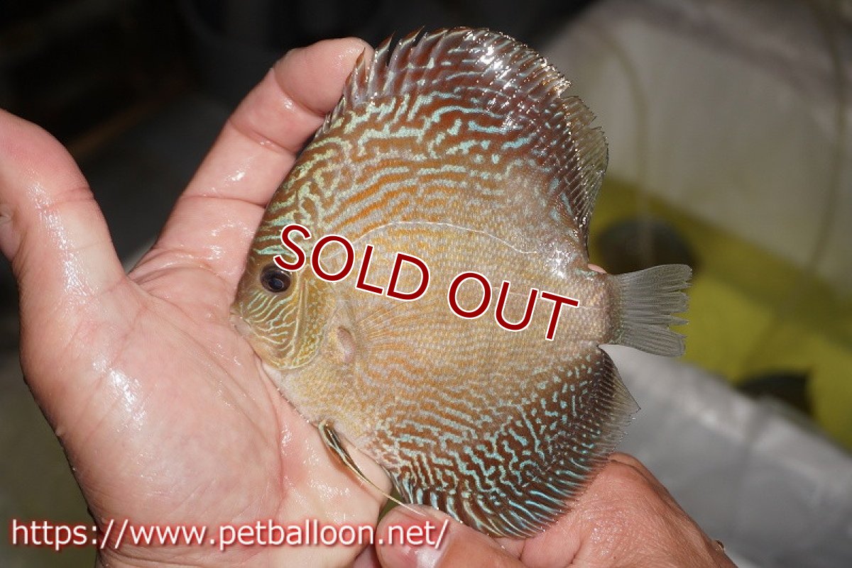 画像2: 【水槽スペース確保のため大特価】【ディスカス】【通販】アルタムブルースネーク（ハイフォーム）【個体販売】10-11cm （生体）マレーシア　NAディスカスファーム (2)