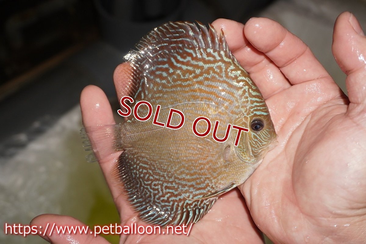 画像3: 【水槽スペース確保のため大特価】【ディスカス】【通販】アルタムブルースネーク（ハイフォーム）【個体販売】10-11cm （生体）マレーシア　NAディスカスファーム (3)