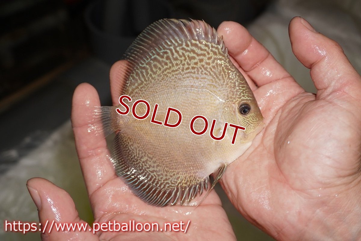 画像2: 【ディスカス】【通販】アルタムブルースネーク（ハイフォーム）【個体販売】10-11cm （生体）マレーシア　NAディスカスファーム (2)