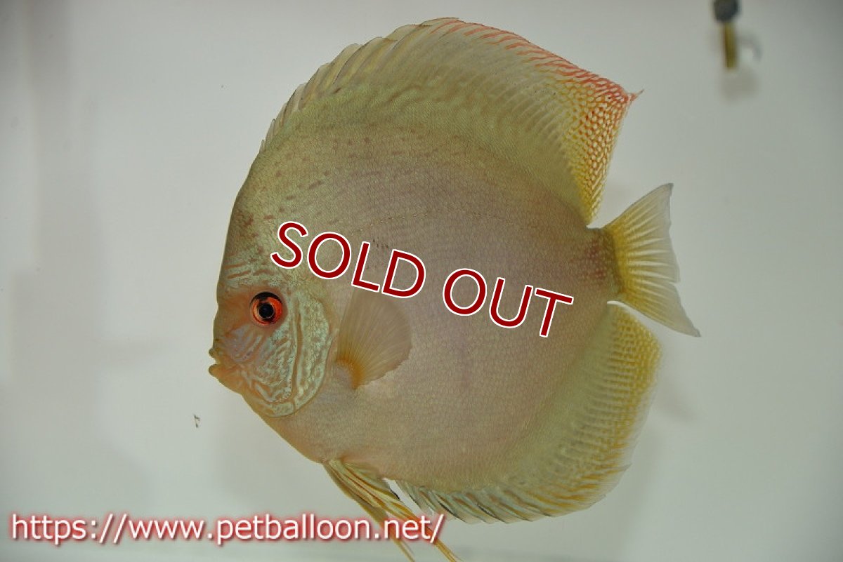 画像2: 【ディスカス】【通販】サクラブルーフローラ ディープブルー（ハイフォーム）【個体ペア販売】15-17cm（生体）マレーシア　KLディスカスファーム (2)