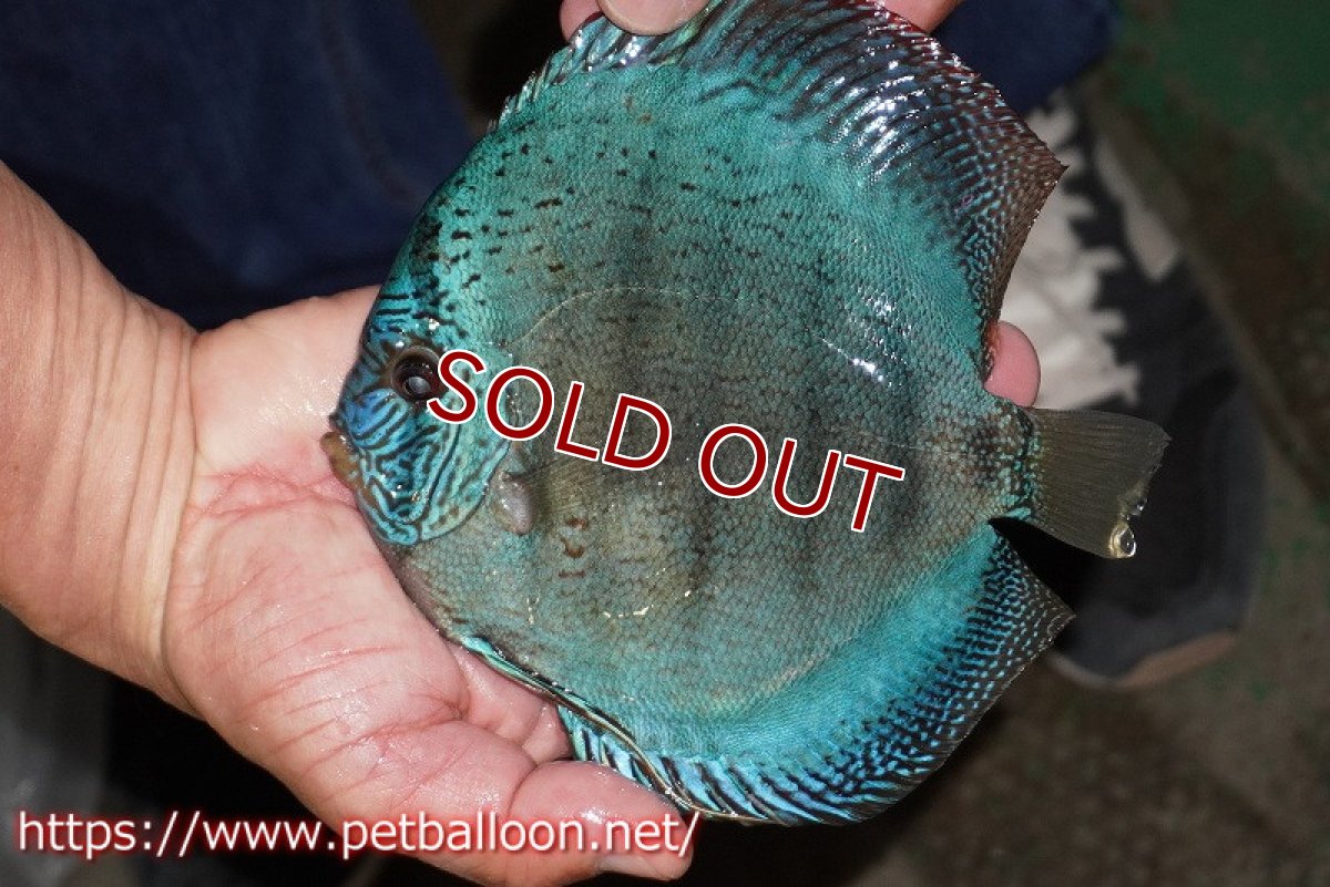 画像3: 【ディスカス】【通販】サクラブルーフローラ ディープブルー（ハイフォーム）【個体ペア販売】15-17cm（生体）マレーシア　KLディスカスファーム (3)