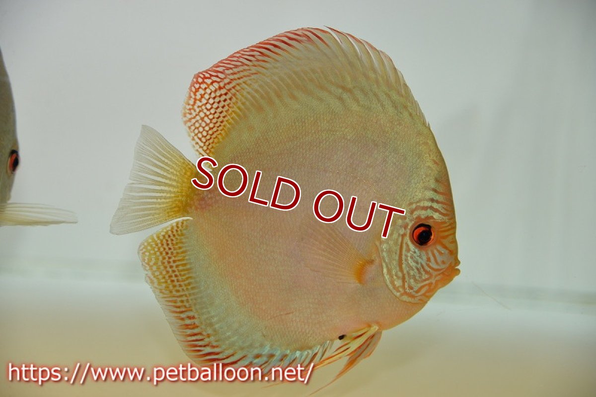 画像5: 【ディスカス】【通販】サクラブルーフローラ ディープブルー（ハイフォーム）【個体ペア販売】15-17cm（生体）マレーシア　KLディスカスファーム (5)