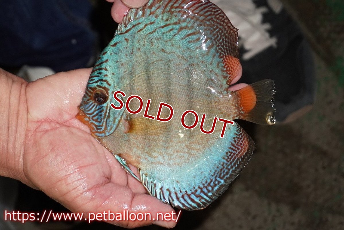 画像6: 【ディスカス】【通販】サクラブルーフローラ ディープブルー（ハイフォーム）【個体ペア販売】15-17cm（生体）マレーシア　KLディスカスファーム (6)