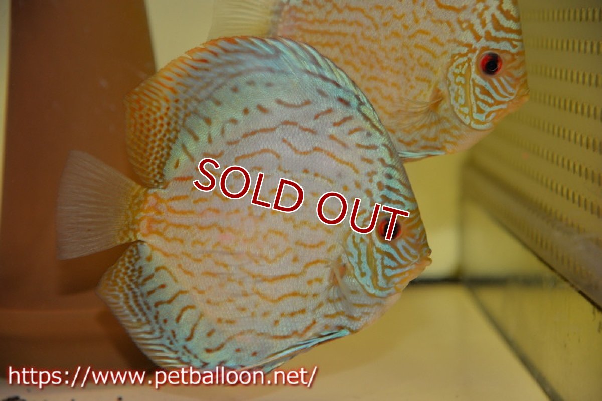 画像2: 【ディスカス】【通販】アルタムロイヤルブリリアント（ハイフォーム）【個体ペア販売】12-13cm（生体）マレーシア　NAディスカスファーム (2)